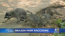 Fearless-Raccoons-Roaming-San-Franciscos-Golden-Gate-Park